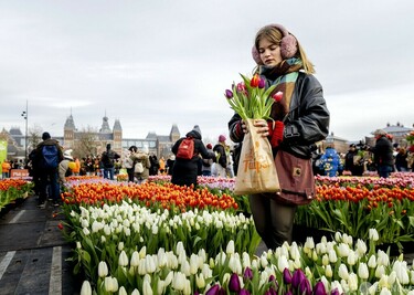 オランダで「チューリップの日」 無料の花摘みイベント開催 写真2枚 国際ニュース：AFPBB News