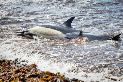 仏大西洋沿岸でイルカの死骸が急増 数か月で約10頭 写真1枚 国際ニュース Afpbb News