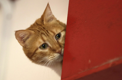 8月8日は「世界猫の日」、レバノンの保護施設で暮らす猫たち