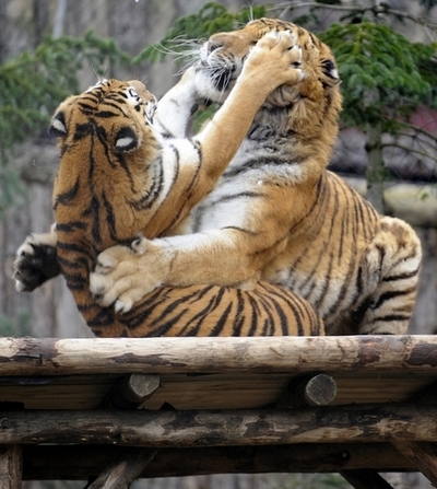 作物荒らす害獣対策、秘密兵器は「トラのふん」 豪研究