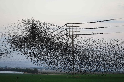 まるで点描！ 空を舞うムクドリの群れ イスラエル