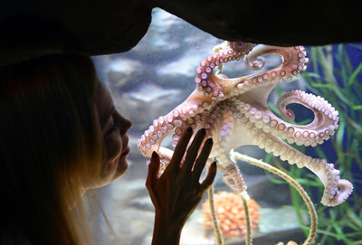 荒々しい交尾好むタコ、特異な生態を一部解明 研究