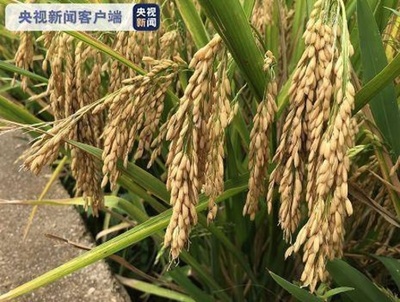雲南省蒙自市 水稲の1ha当たり生産量は1万7000キロに