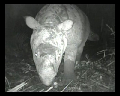 【動画】絶滅危ぐ種のジャワサイ、映像撮影に成功
