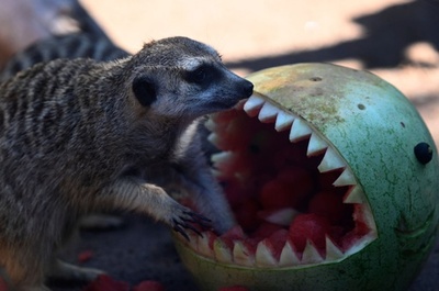  食べられる側はどっち？ 動物にハロウィーンの贈り物 グアテマラ