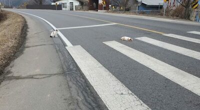 道路上に横たわる「事故」の子猫と見守る母猫、韓国のユーチューバーが近づくと…