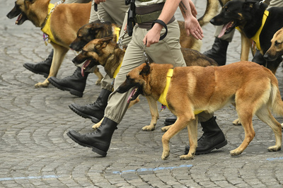 調教師の兵士が軍用犬2頭に襲われ死亡か、オーストリア