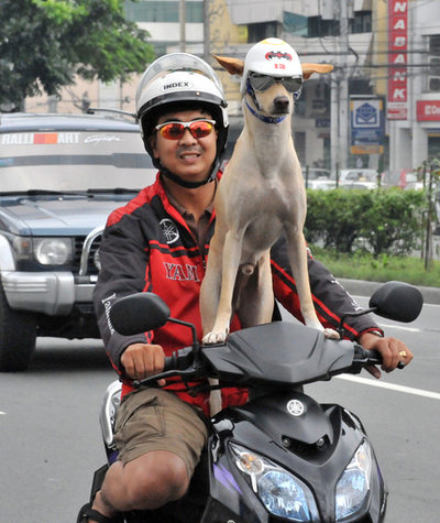 愛犬をバイクに乗せて通勤中？