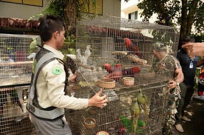 違法取引のオウムなど147羽を押収、タイ