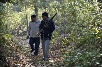 「人食いトラ」の犠牲者9人目、インド北部