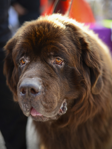 ワンちゃん大集合、ストックホルム・ドッグ・デー