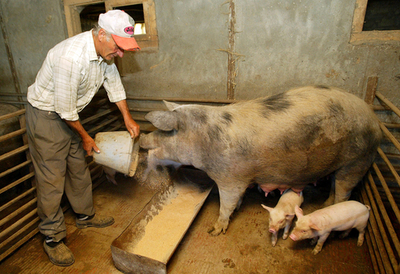 グルジアが病死ブタの死骸を投棄、ロシアは「生物テロ」と非難