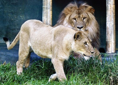 ライオンの「異教間つがい」が物議 インド裁判所、改名を要請