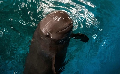 絶滅危惧種の小型イルカ「ほほ笑む天使スナメリ」、中国で保護の取り組み