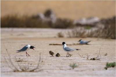 ここに「鳥の国際空港」がある