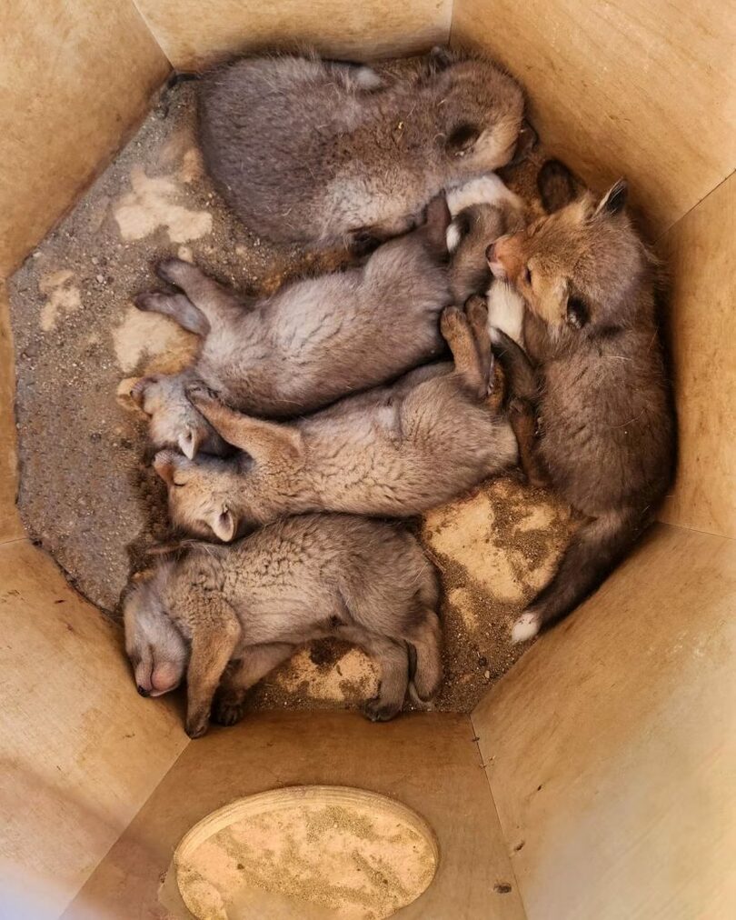 ソウル大公園で生まれた韓国在来のキツネ＝ソウル大公園提供(c)news1