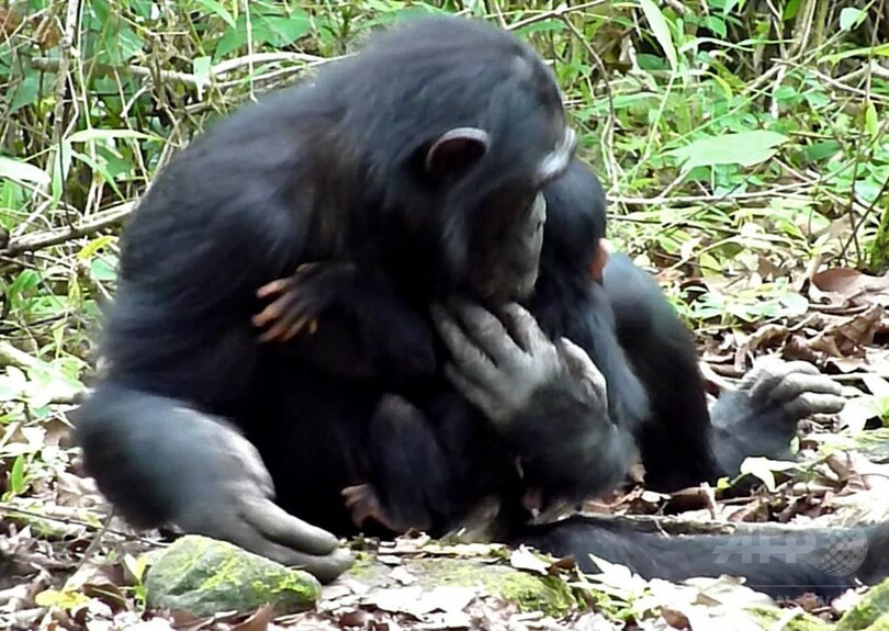 障害ある野生のチンパンジー、母と姉が世話