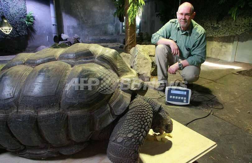 アルダブラゾウガメ 体重0キロ目指して成長中 写真2枚 国際ニュース Afpbb News