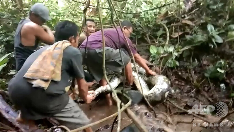 ウナギ捕りに出掛けた村人ら、8メートルのヘビ捕獲 インドネシア