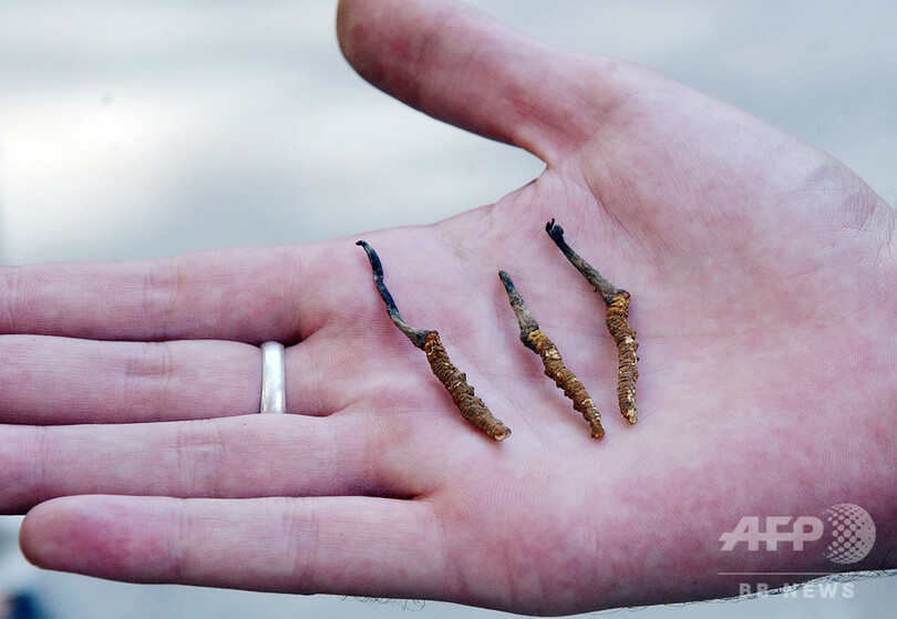 「ヒマラヤのバイアグラ」冬虫夏草、過剰採取で絶滅危惧種に
