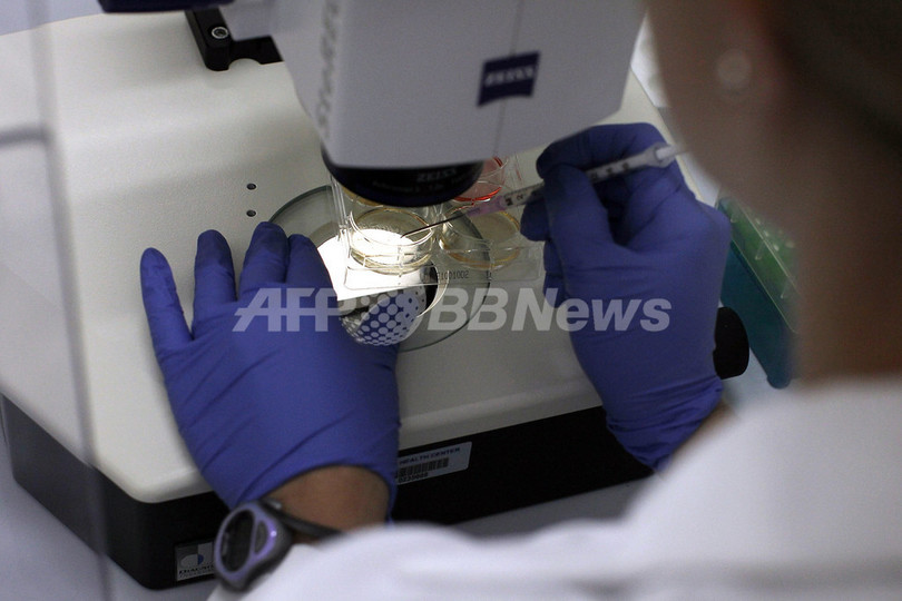 幹細胞からヒト脳立体組織の製作に成功、オーストリア 幹細胞からヒト脳立体組織の製作に成功、オーストリア
