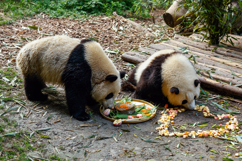 パンダの双子 和花 和葉 ２歳の誕生日会 四川省 写真12枚 国際ニュース Afpbb News