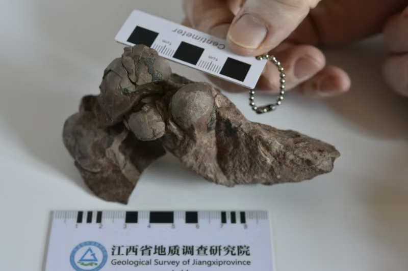 世界最小29ミリ 中国江西省で恐竜卵化石の新種を発見 写真9枚
