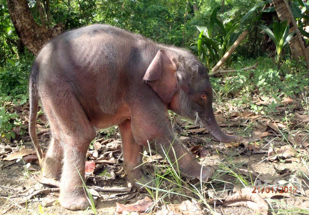 絶滅危惧種のボルネオゾウ、70発撃たれ牙奪われる 絶滅危惧種のボルネオゾウ、70発撃たれ牙奪われる