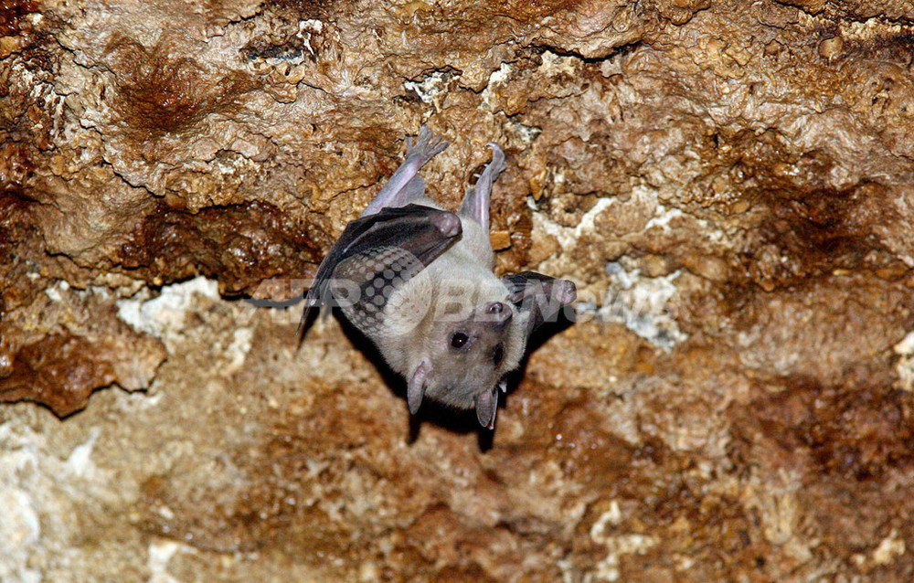 キプロス 保護対象のコウモリが大量に殺される 写真2枚 国際ニュース Afpbb News