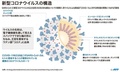 新型コロナウイルスの構造を示した図。(c)AFP