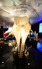 米ニューヨーク（New York）のアメリカ自然史博物館（American Museum of Natural History）では23日から、クジラの特別展「Whales: Giant of the Deep（クジラ：深海の巨大生物）」が始まる。クジラに関する最新の研究結果や、人類の文化にクジラが果たしてきた中心的役割などを紹介する。開催は来年1月5日まで。

写真は、20日に行われた内覧会の様子（2013年3月20日撮影）。(c)AFP/EMMANUEL DUNAND