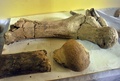 ボリビア南東部パディージャ（Padilla）近郊で発見された化石（2014年9月19日撮影）。(c)AFP/Aizar Raldes