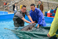 放流に備えてカラチョウザメを移送する作業員（2025年4月12日撮影）。(c)Xinhua News