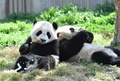 エサを食べるパンダの子ども（2019年4月23日撮影）。(c)CNS/安源