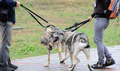 スロバキアの首都ブラチスラバ（Bratislava）で9日から11日まで、「ワールド・ドッグ・ショー（World Dog Show）」が開催され、59か国から3万匹のイヌが参加した。写真は、じゃれあう参加犬（2009年10月9日撮影）。(c)AFP/SAMUEL KUBANI