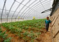 ビニールハウス内で野菜の生育状況を確認する梁家河村の村民（2020年7月29日撮影）。(c)Xinhua News