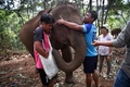 タイ北部チェンマイ県で、ゾウの世話をするゾウ使い（2020年6月3日撮影）。(c)Lillian SUWANRUMPHA / AFP