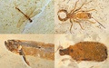 フランスからブラジルに返還された白亜紀の化石の一部。（左上から時計回りに）トンボ、昆虫、松ぼっくり、硬骨魚の一種（2022年5月24日作成）。(c) JEAN-FRANCOIS MONIER / AFP
