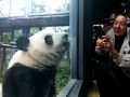 カメラを向ける来場者に近寄る「萌玉（モンユー）」（2019年10月13日撮影）。(c)Xinhua News