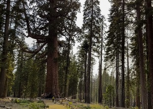 米ヨセミテ国立公園でまた山火事 セコイア防護に500人出動