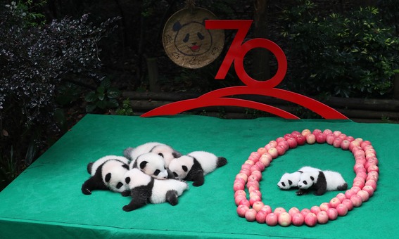 今年生まれの赤ちゃんパンダ7頭をお披露目 中国・四川省 写真10