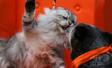 シャー！ おまえ近過ぎ」 独ペットショーで迫力の猫パンチ 写真2枚