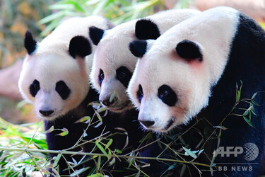 広州の三つ子のジャイアントパンダ4歳に 飼育下では世界唯一 写真4枚