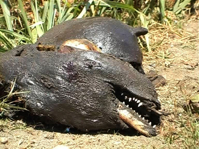 ソロモン諸島からUAEへイルカを輸出、環境団体は「非人道的」と非難