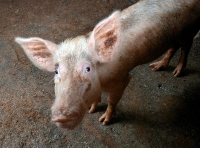 農場でガス漏れ！・・・実はブタのおなら