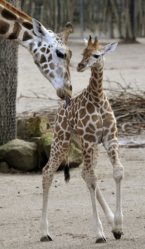 生後1か月のキリンの赤ちゃん、すくすく成長中 ドイツ