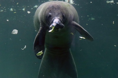 初めまして！ 動物園でマナティー飼育へ、保護計画の一環 メキシコ