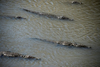 仮釈放中に逃走したインド伝統医、殺人50件超を自供 100人超殺害との報道も