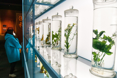 中国の中医薬資源は1.8万種余り