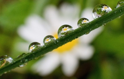 空からの贈り物？ 雨粒にヒナギクの花 独